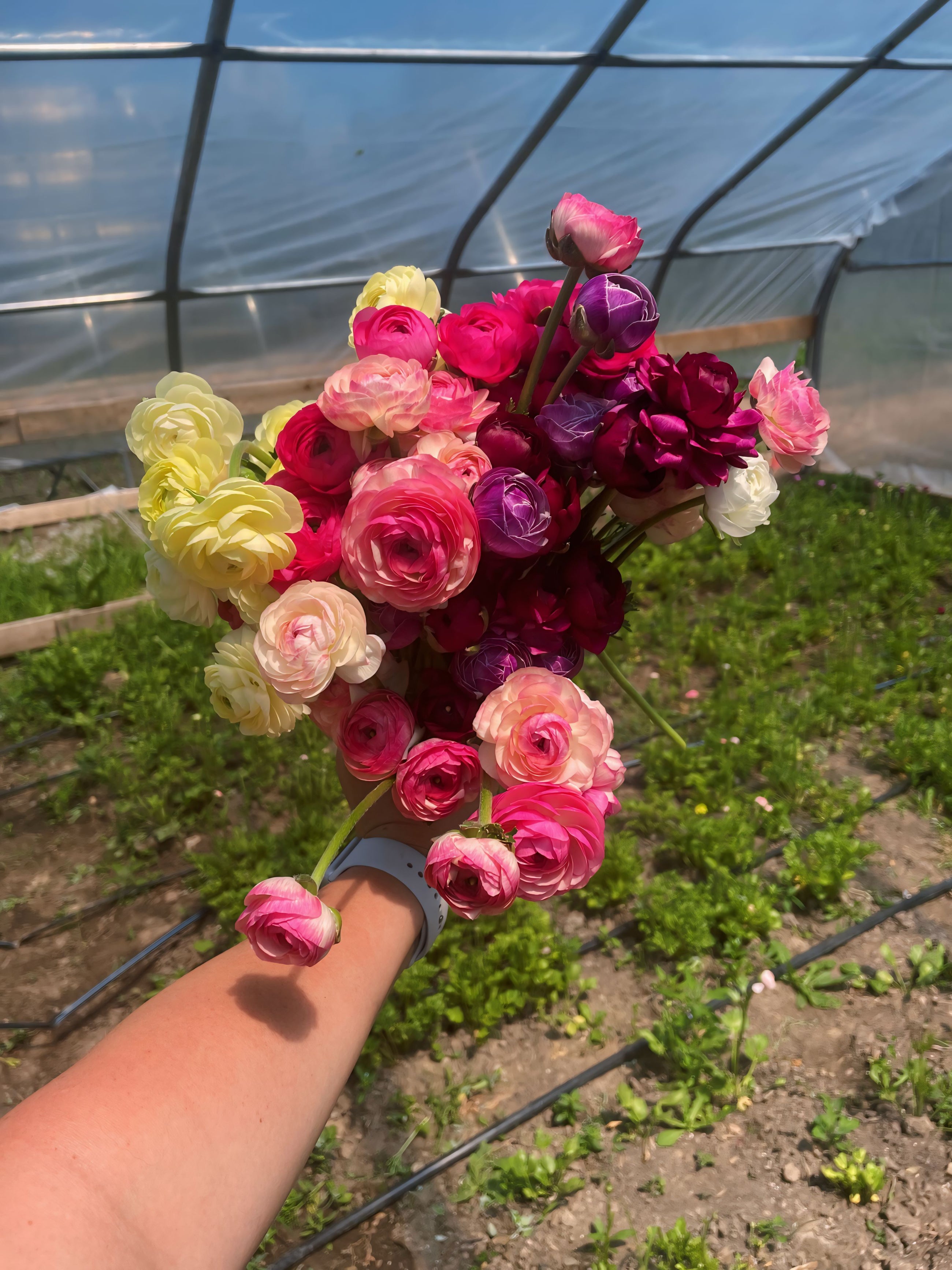 3 Week Ranunculus Subscription
