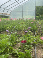 3 Week Ranunculus Subscription