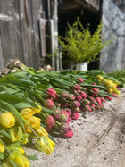 4 Week Tulip Specialty Subscription