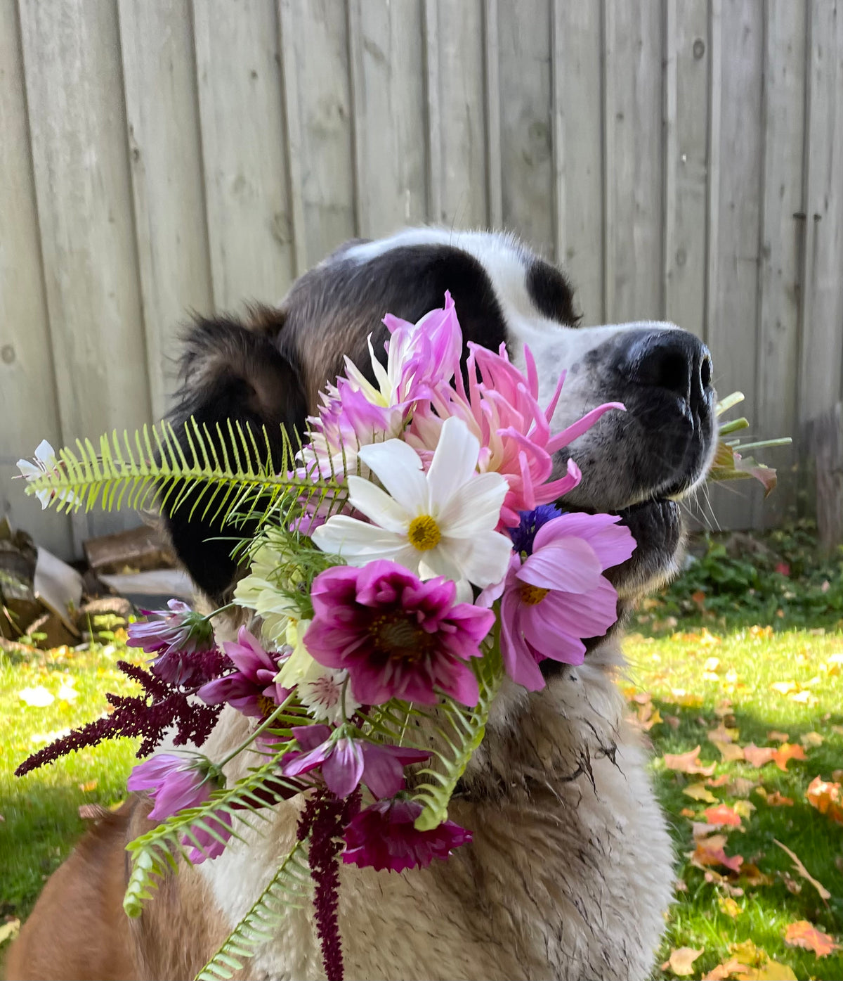 Flower Farm CSA