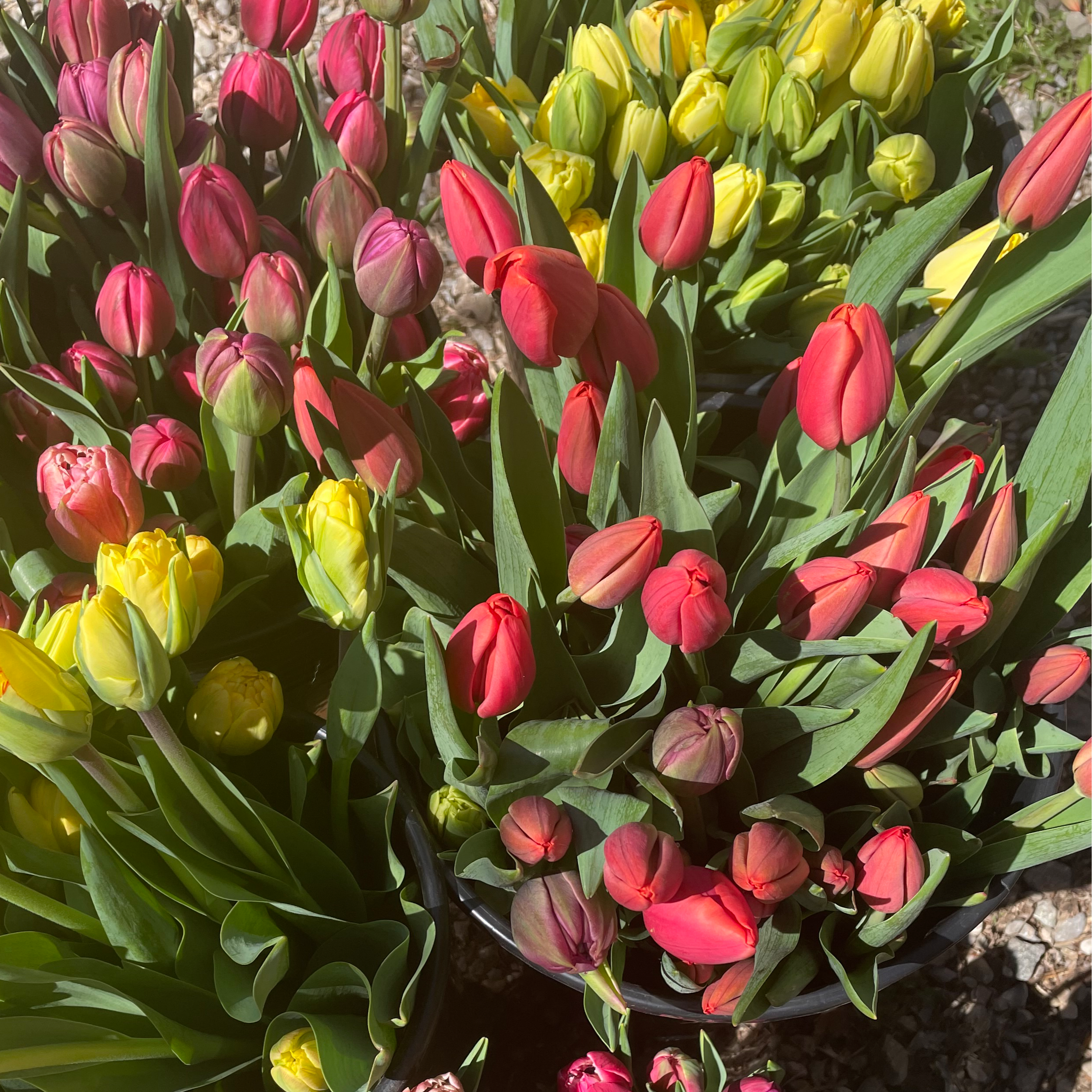 4 Week Tulip Subscription
