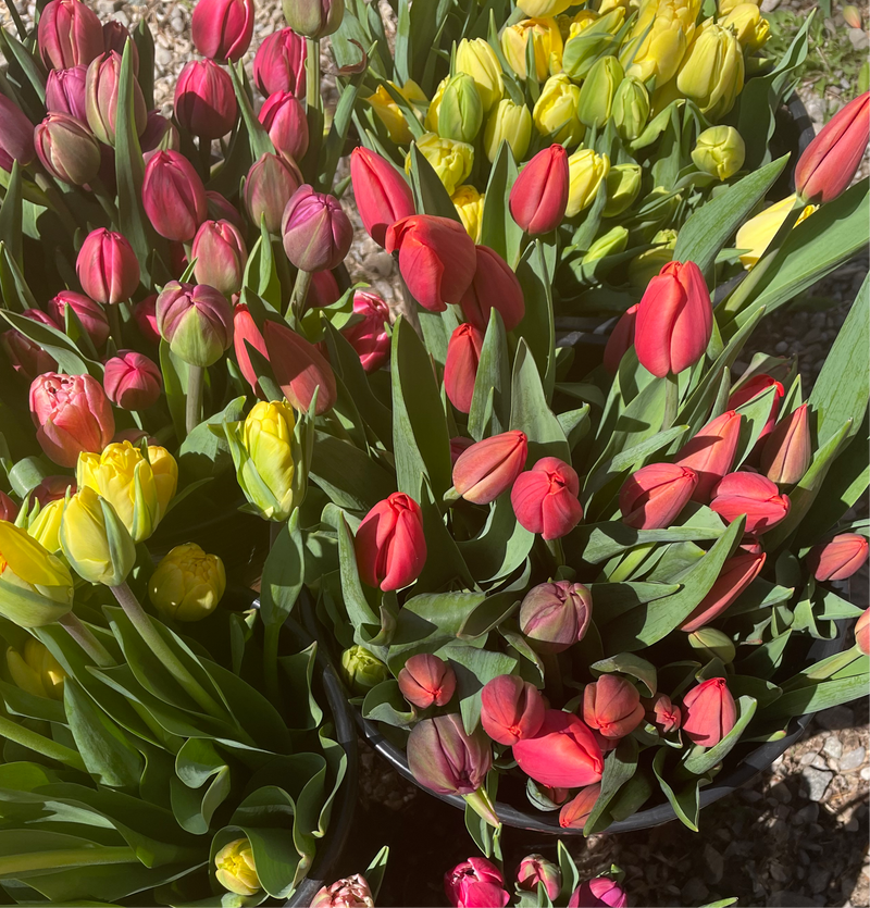 4 Week Tulip Specialty Subscription