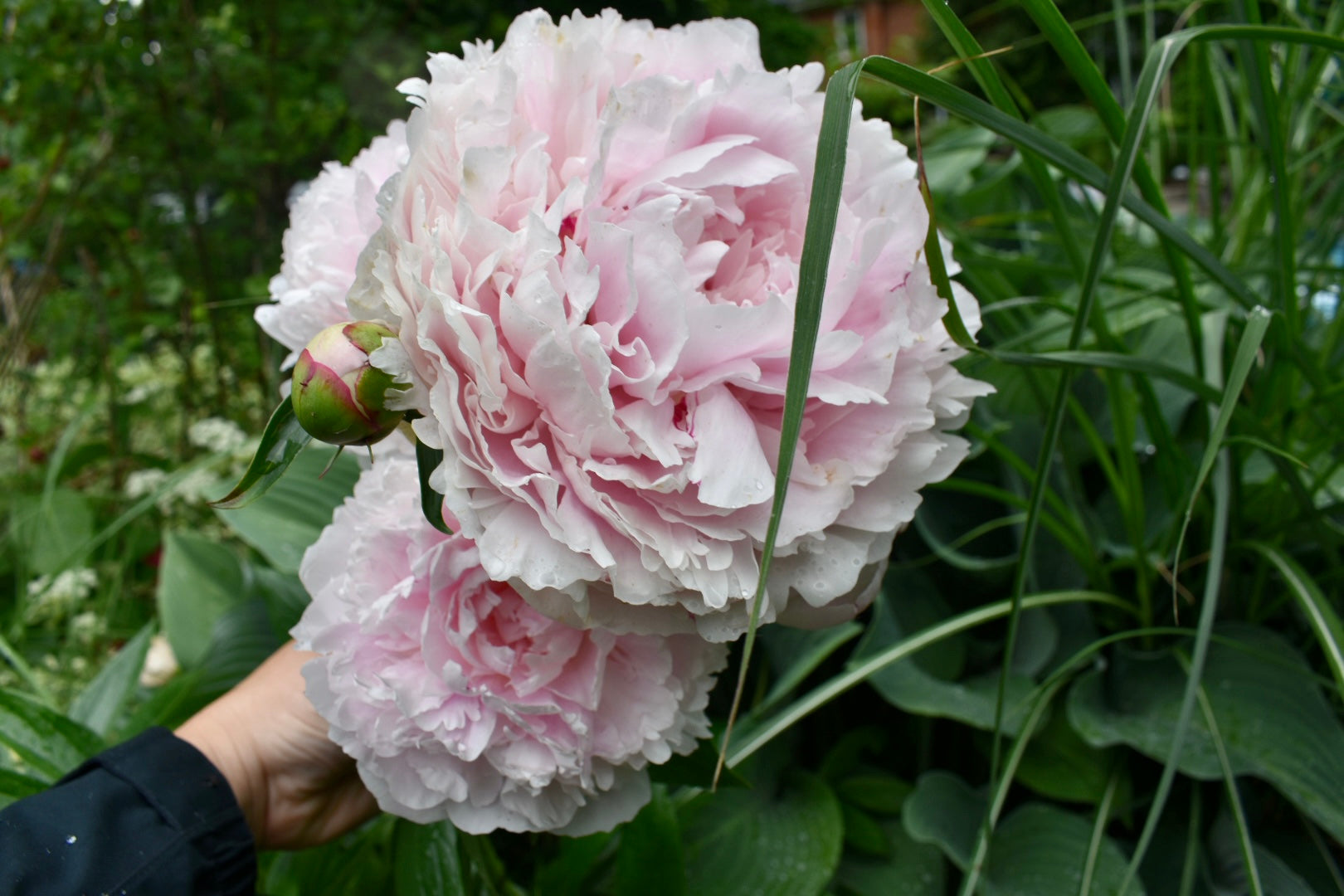 4 Week Specialty Peony Subscription
