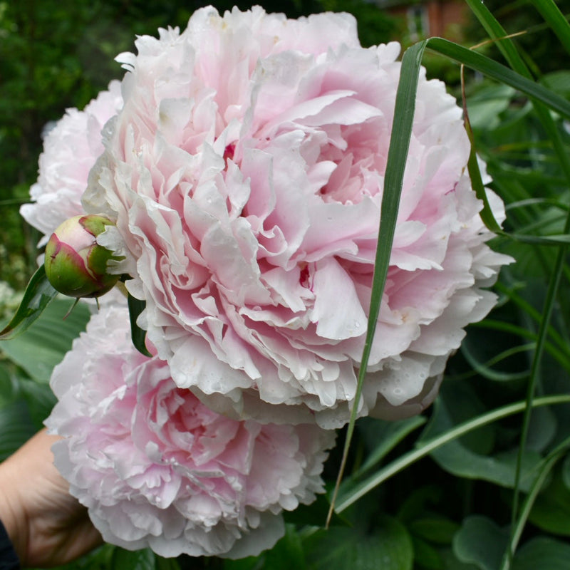 4 Week Peony Subscription