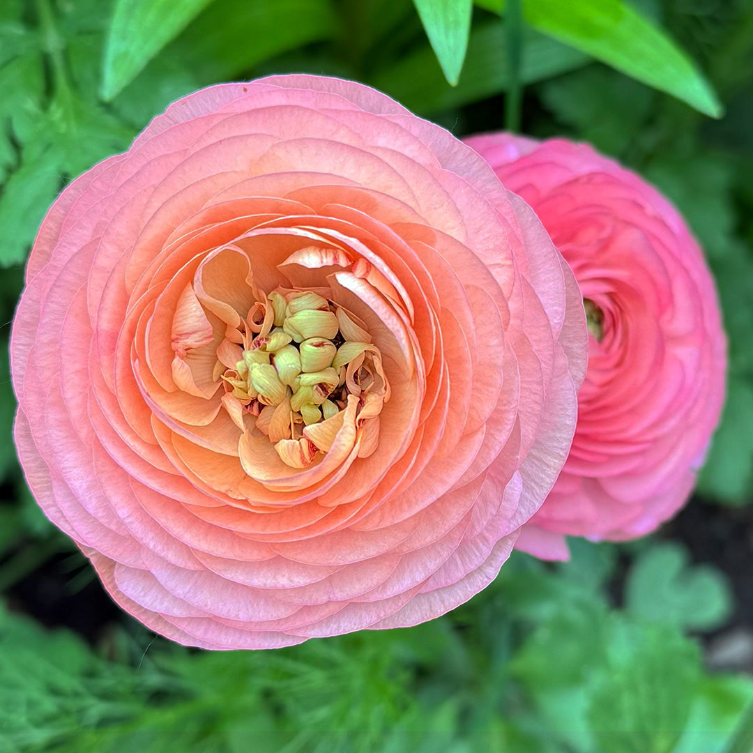 4 Week Ranunculus Subscription