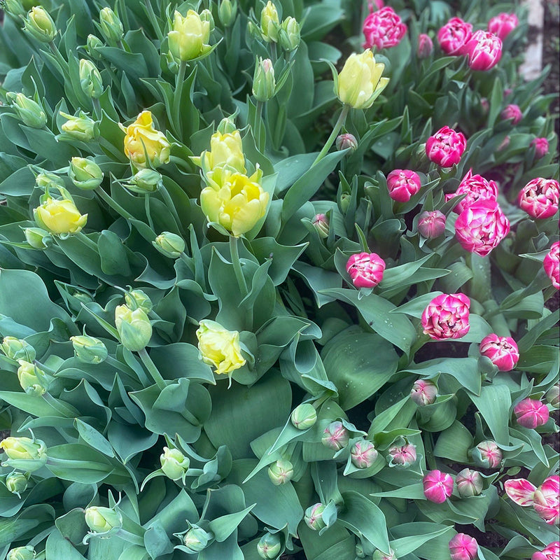 Farm Fresh Tulips- On the Bulb